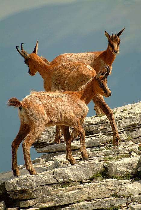 Camoscio d''Abruzzo Rupicapra pyrenaica ornata